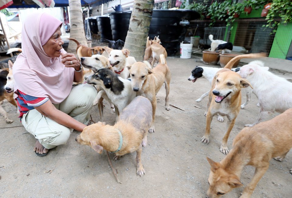 Jaga 600 Ekor Anjing – Daily Rakyat