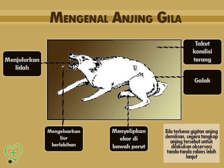 Tiga Kanak-Kanak Positif Penyakit Anjing Gila Di Sarawak – Daily Rakyat