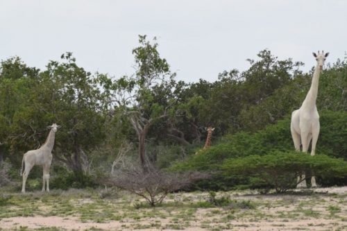 Zirafah Putih