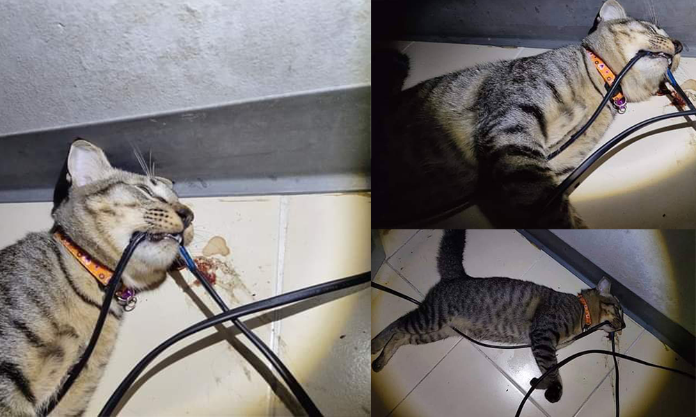 Kucing Mati Terkena Renjatan Elektrik Selepas Gigit Wayar – Daily Rakyat